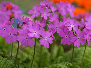 日本サクラソウの花