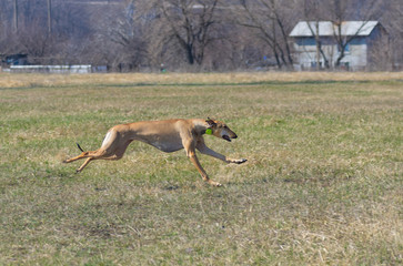 Obraz na płótnie Canvas Creamy hortaya borzaya female dog running in fields at spring season