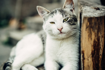 Cute Ginger Kitten Exploring the World