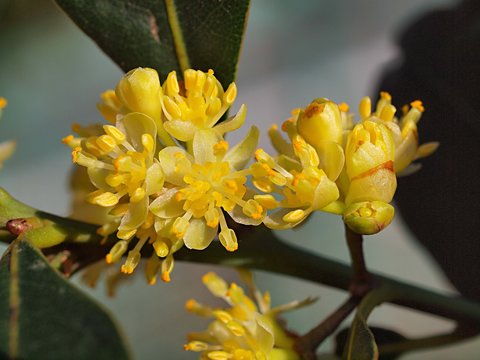 ゲッケイジュの花