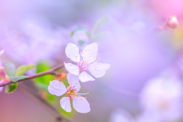 Sakura blossom on pastel background, spring flowers.  