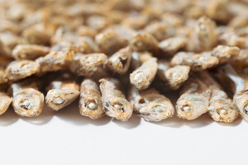 Side view of arranged small dried fish on white paper with copy space