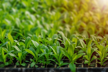Obraz premium Rows of potted seedlings and young plants, selective focus.