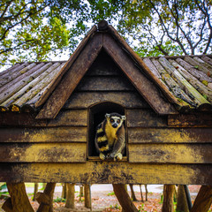 Lemurs in Shanghai Zoo. © Unique Vision