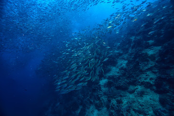 scad jamb under water / sea ecosystem, large school of fish on a blue background, abstract fish alive