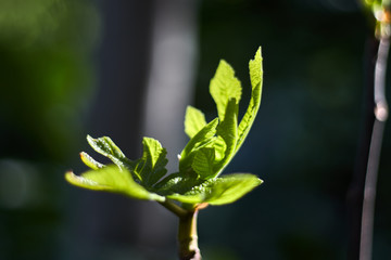 Green sprout in spring
