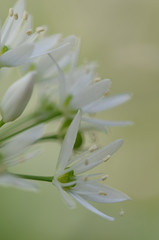 Wild garlic in a Cornish woodland