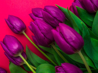 Obraz premium Purple tulips on pink background. Spring concept. Top view, flat lay, copy space