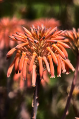 Aloe vera flowers