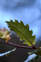 Green leaf bokeh