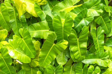 Philodendron Burle Marx plant leaf background for summer green tropical foliage pattern backdrop