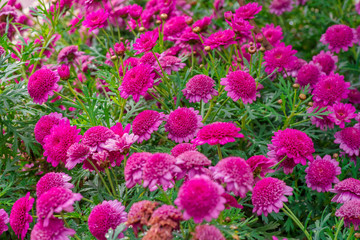 Obraz premium Natural violet daisies in a botanical garden in the spring season