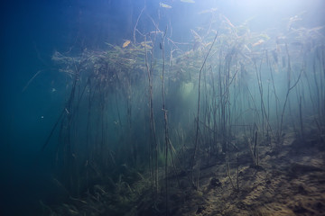 sun rays river underwater landscape / abstract underwater landscape plants fresh ecosystem