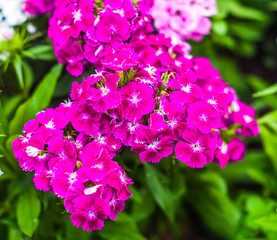 beautiful wild flower in the meadow: color fuchsia