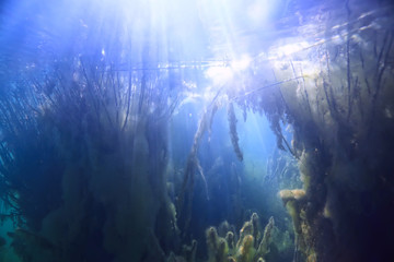 sun rays river underwater landscape / abstract underwater landscape plants fresh ecosystem