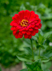 beautiful wild flower in the meadow: color red