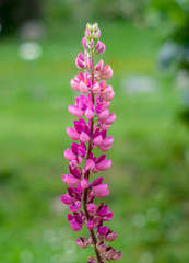 beautiful wild flower in the meadow: color fuchsia