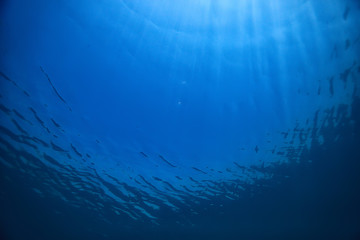 lake background water underwater abstract / fresh water diving background nature underwater ecosystem background