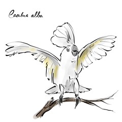 Cacatua alba, cockatoo, hand drawn graphic birds with species scientific names