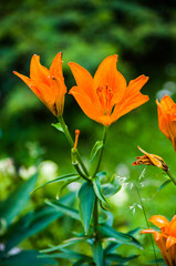 Fototapeta premium beautiful wild flower in the meadow: color orange