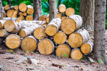 trunks of trees cut in the forest