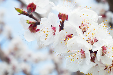 apricot flowers in the spring
