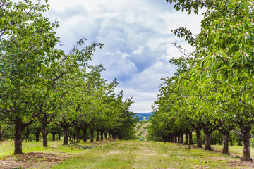 Obraz premium Organic red and sweet Ripening cherries on cherry trees in orchard in early summer