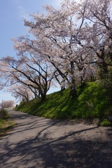 桜並木と坂道のある風景