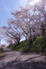 Obraz premium ソフトフォーカスした桜並木と坂道の風景