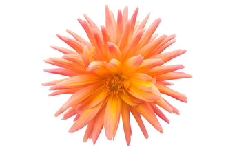 Blurred for Background.Beautiful Orange dahlia isolated on the white background. Photo with clipping path.