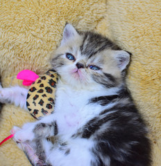 cutte persian baby kitten playing