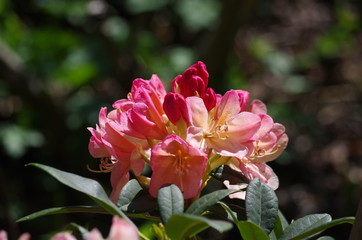 Rhododendron Blüte