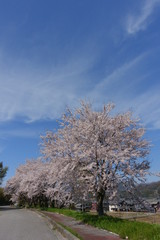 Fototapeta na wymiar 青空と桜並木
