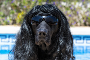 Dog labrador with sunglasses and long hair, funny dog.