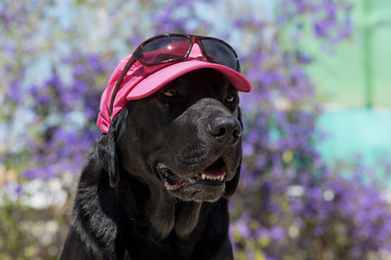Dog labrador with sunglasses and hat, funny dog.