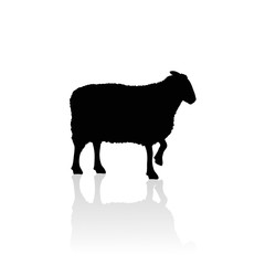 Vector silhouette of sheep on white background.Symbol of animal and nature.