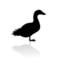 Vector silhouette of duck on white background.Symbol of animal and nature.