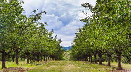 Fototapeta na wymiar Organic red and sweet Ripening cherries on cherry trees in orchard in early summer