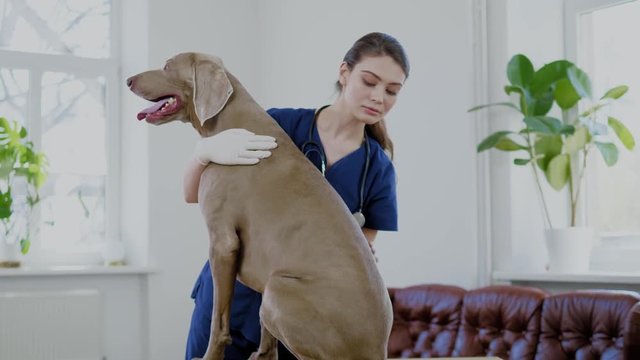 Veterinary surgeon and weimaraner dog at vet clinic