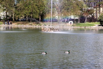 Ville de Lons Le Saunier - France - Parc Edouard Guenon - Fontaine - Jet d'eau avec un arc en ciel
