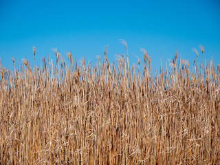 Background of Reeds and Blue Sky