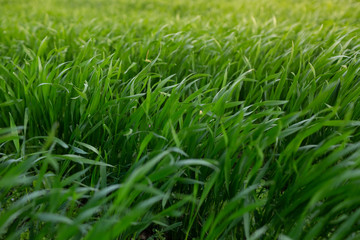 green grass and beautiful sun
