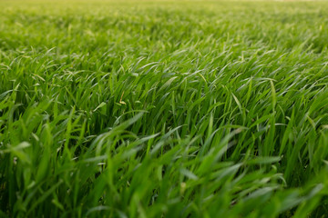 green grass and beautiful sun