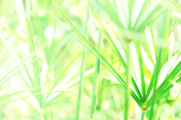 Closeup Green leaf nature for background . Creative made of green tree leaves.