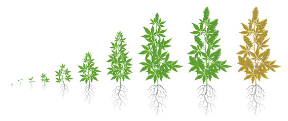 The Growth Cycle of hemp plant. Marijuana phases set. Cannabis indica ripening period. The life stages. Weed Growing. Isolated vector illustration on white background.