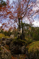 Fototapeta na wymiar Auttum forest landscape at ainsa, huesca, spain