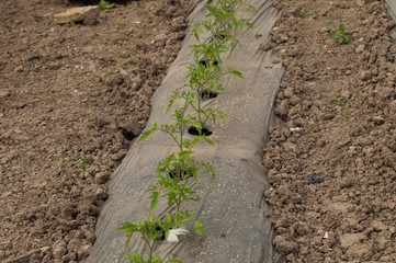 Young seedlings of tomatoes in the garden
