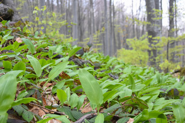 Ramson, Wild garlic in forest. Spring medicinal plant Allium ursinum also known as wild garlic, bear leek or bear's garlic