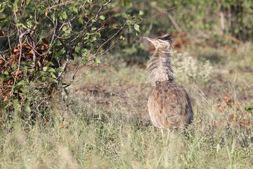Riesentrappe / Kori bustard / Andreotis kori.