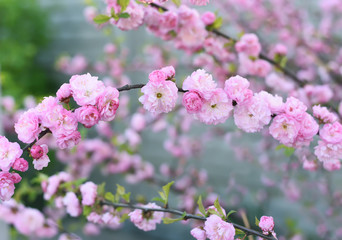 The lush bloom of pink pink flowers in the garden. Artistic tender photo.